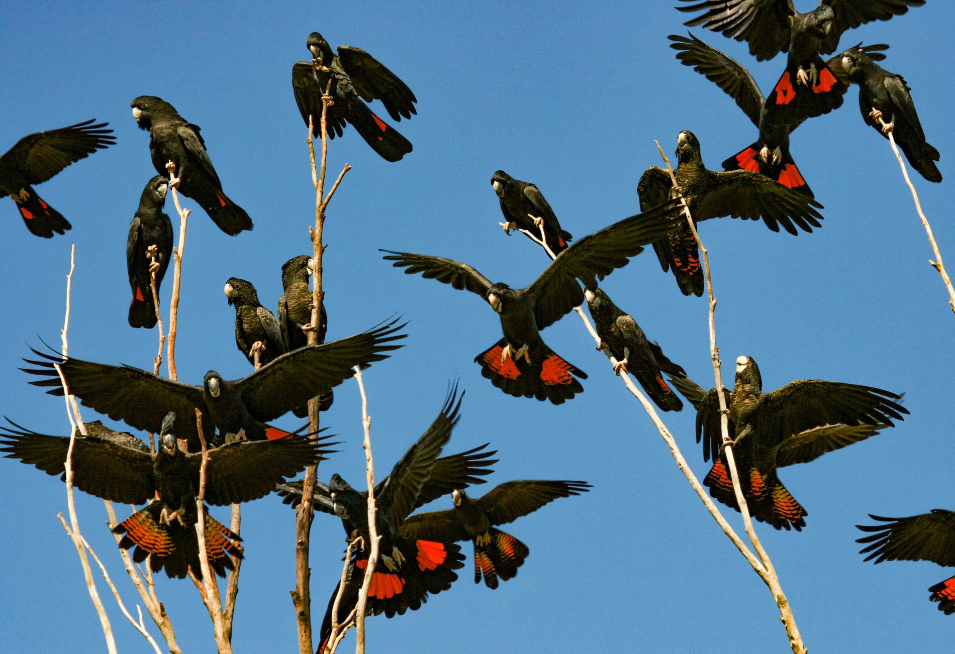 flock-of-red-tailed-black-cockatoos-20219008
