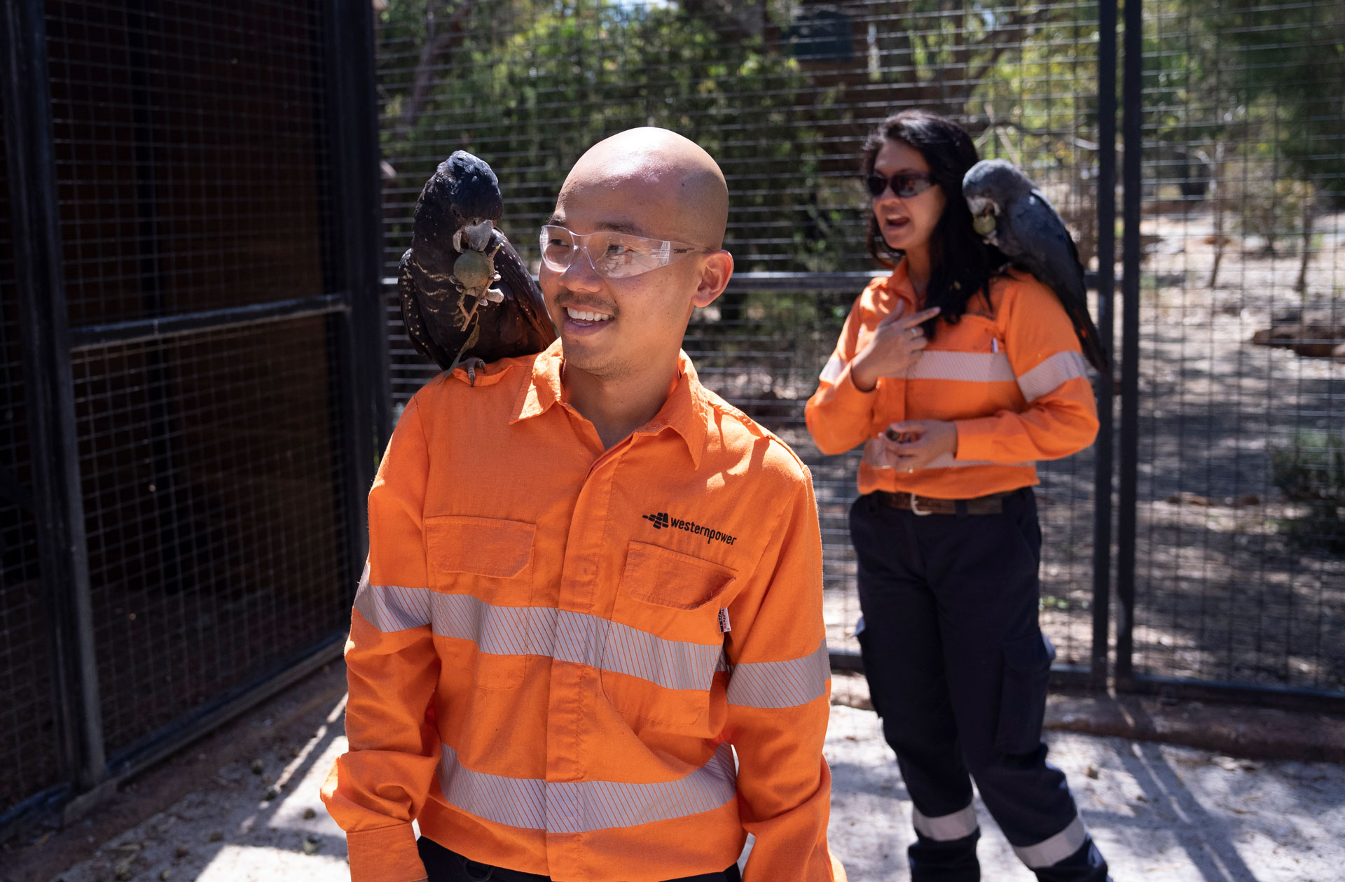 A black cockatoo sitting on the shoulder of a Western Power crew member.
